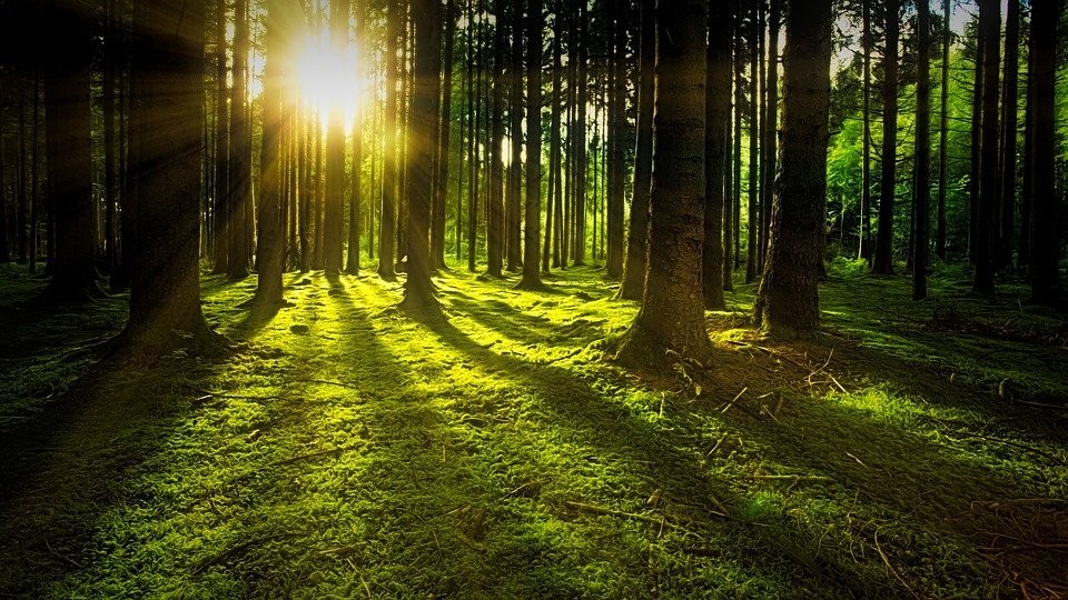 Avoimen varhaiskasvatuksen kevättapahtuma Narvan kodalla Aurinko paistaa sammaleisessa metsässä