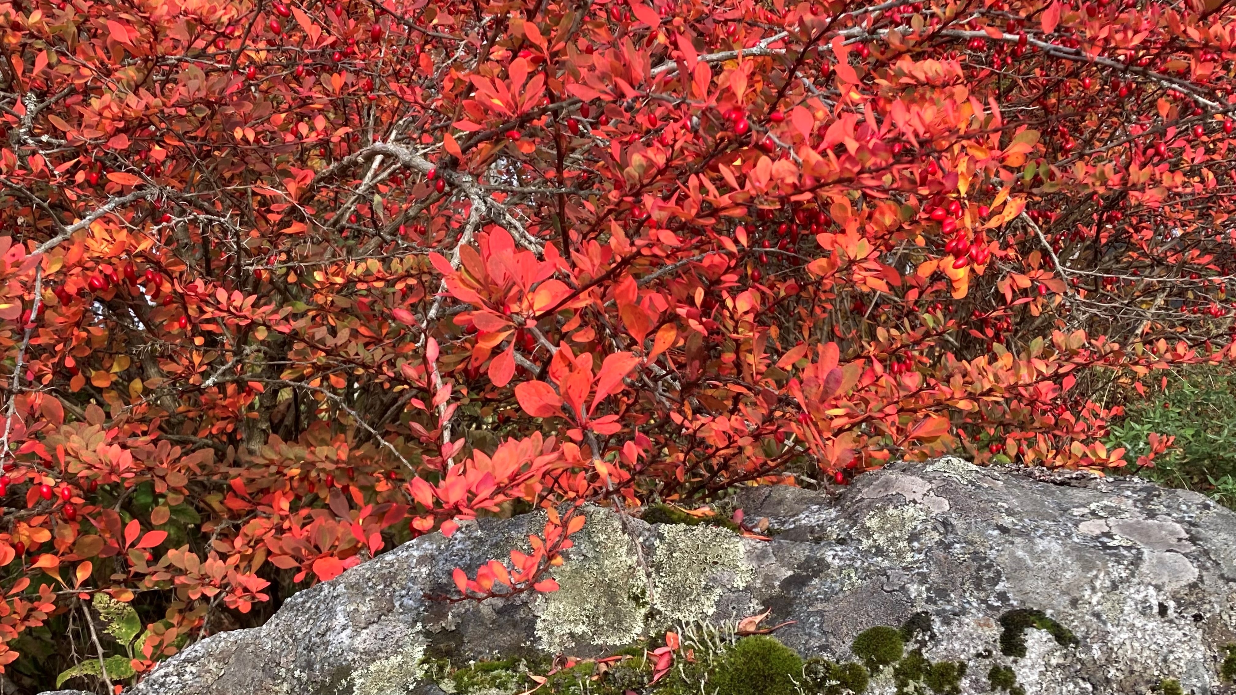 Viininpunaiset lehdet pensaassa hautausmaan kiviaidan vieressä.